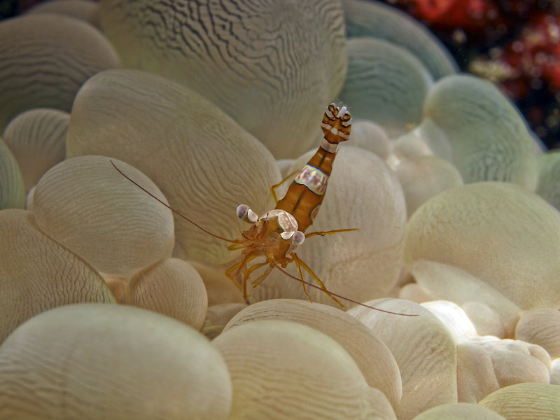 Shrimp, Sabang Point